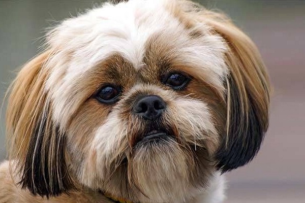 Lhasa apso cane