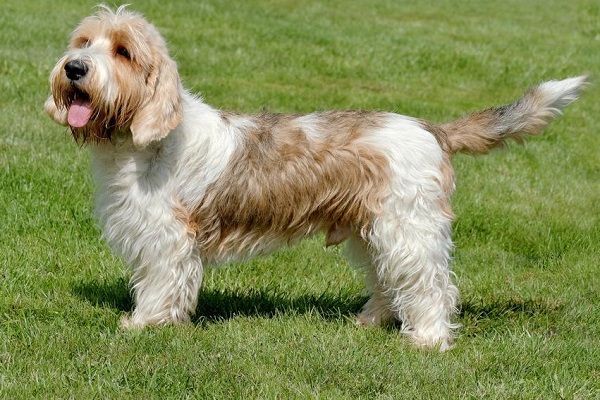 Petit basset griffon vendeen cane 