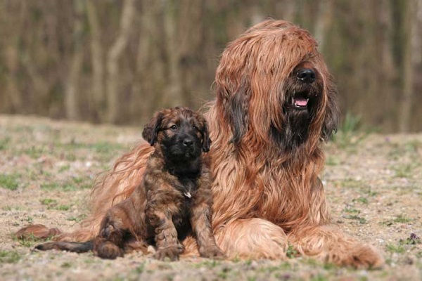 Briard cani