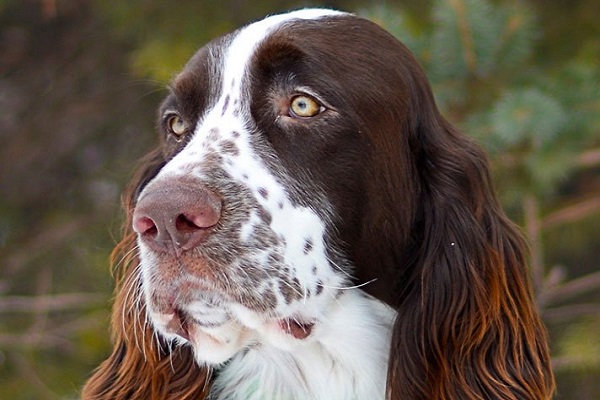 Spaniel francese cane