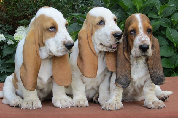 basset hound cane