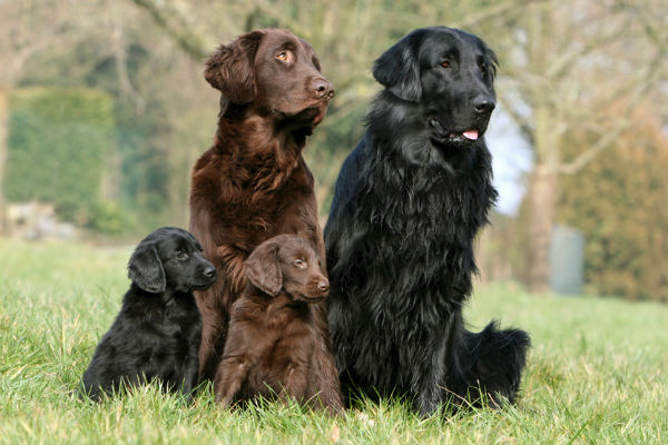 famiglia di cani