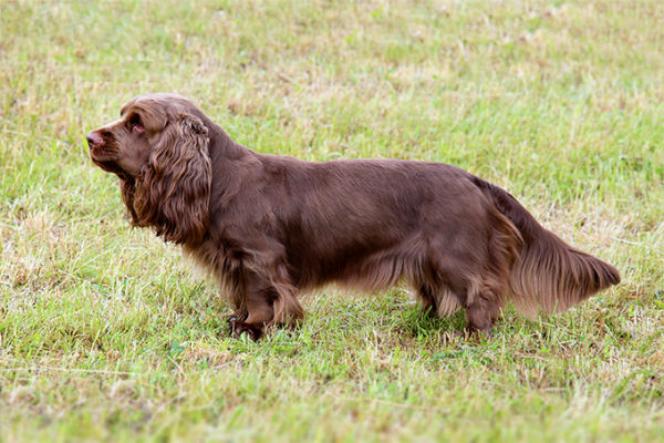 cane marrone