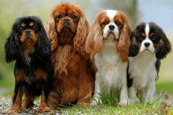 quattro cani