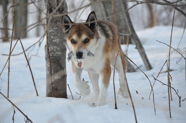 Lundehund norvegese cane