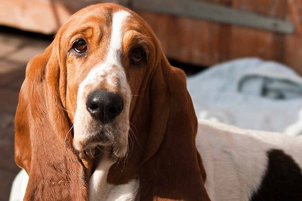 Basset hound cane 