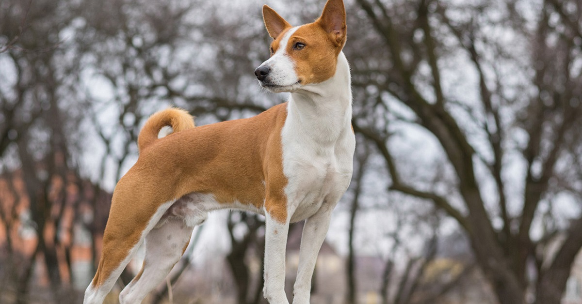 Razze di cani introversi: ecco quali sono (e se fanno per te)