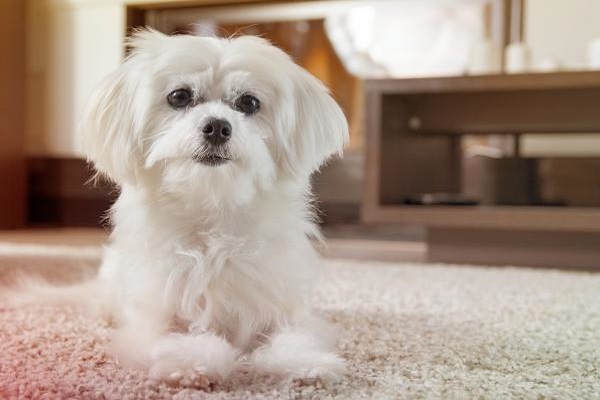 cane maltese