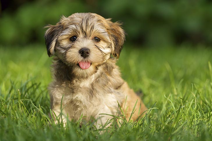 Havanese cane