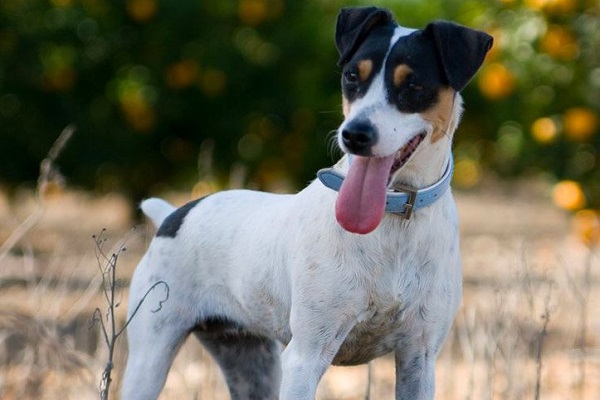 Terrier brasiliano cane