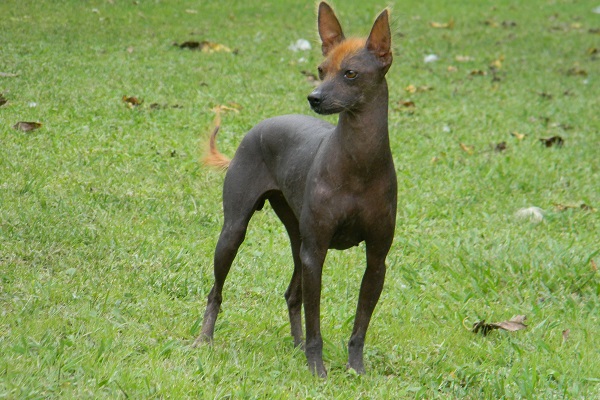 Perro pila argentina cane 