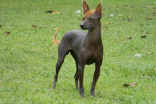 Perro pila argentina cane 