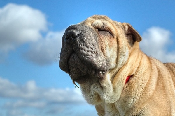 shar pei