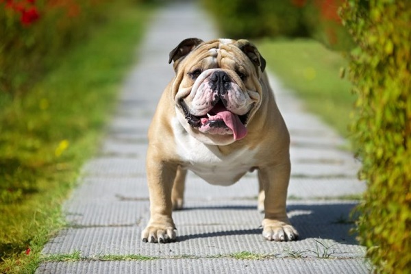 cane bulldog inglese