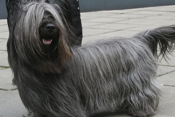 Skye terrier cane