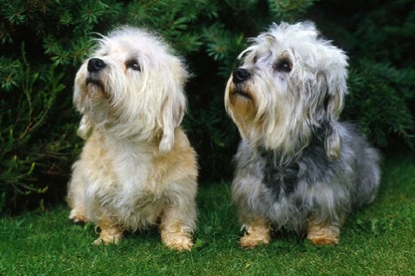 Dandie dinmont terrier cane