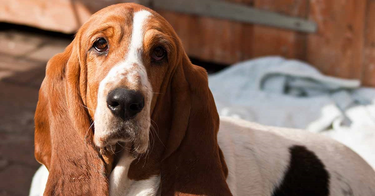 Razze di cani nane: le più piccole esistenti