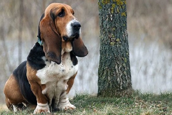 cane basset hound