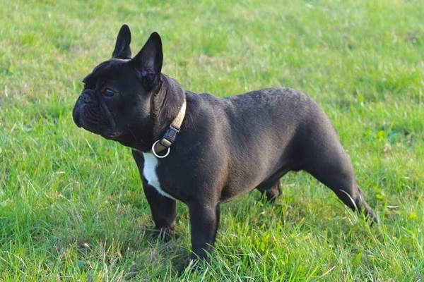 cane bulldog francese