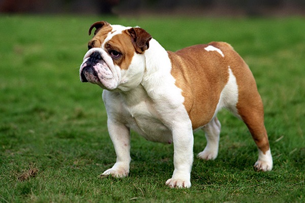 cane bulldog inglese 