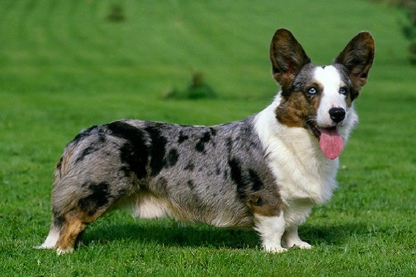 Cardigan welsh corgi cane