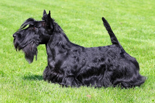 Terrier scozzese cane