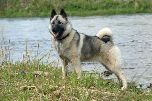 cane davanti acqua