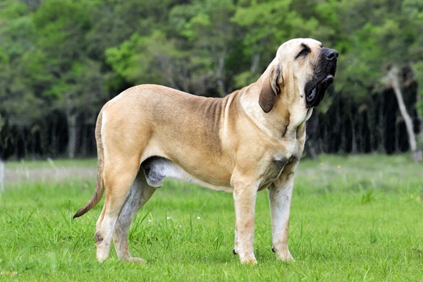 cane brasiliano