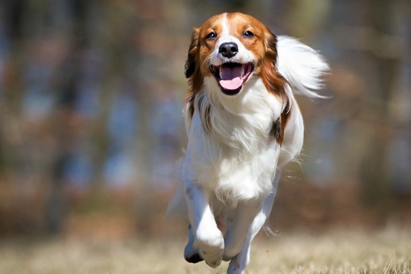 Kooikerhondje