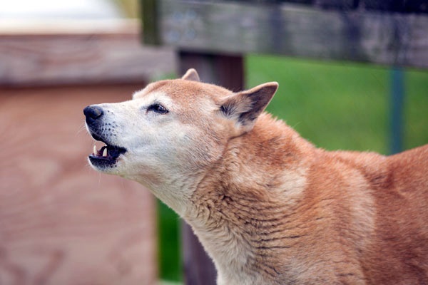 cane canoro della Nuova Guinea