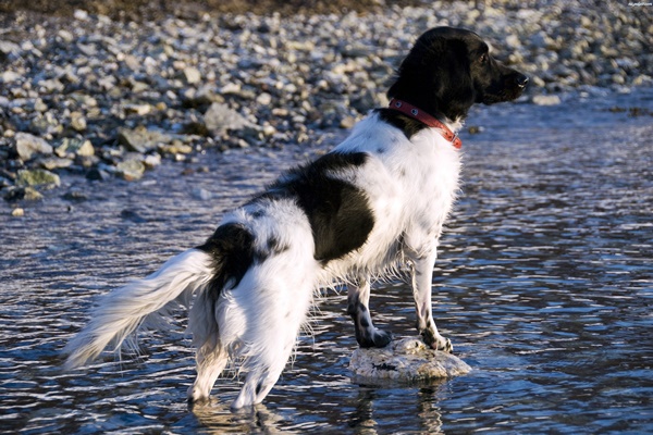 stabyhoun