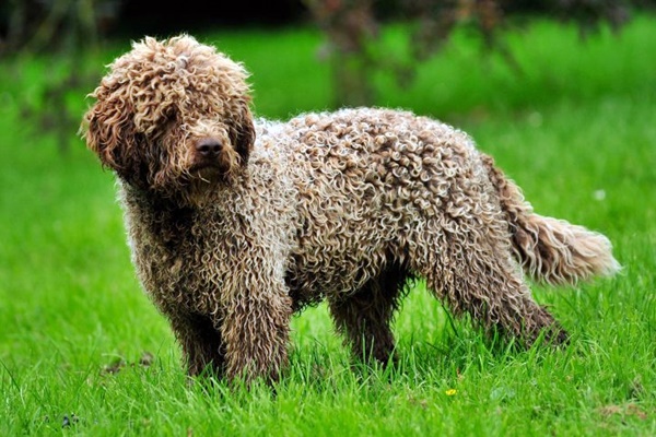 lagotto romagnolo