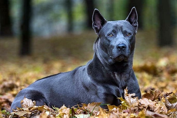 thai ridgeback