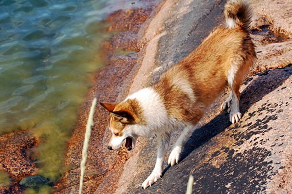 norsk lundehund