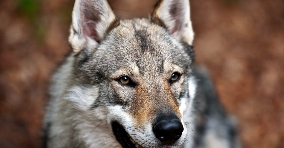 Razze di cani più rare in assoluto: un elenco