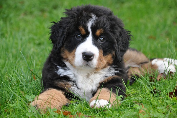 Bovaro bernese cucciolo di cane