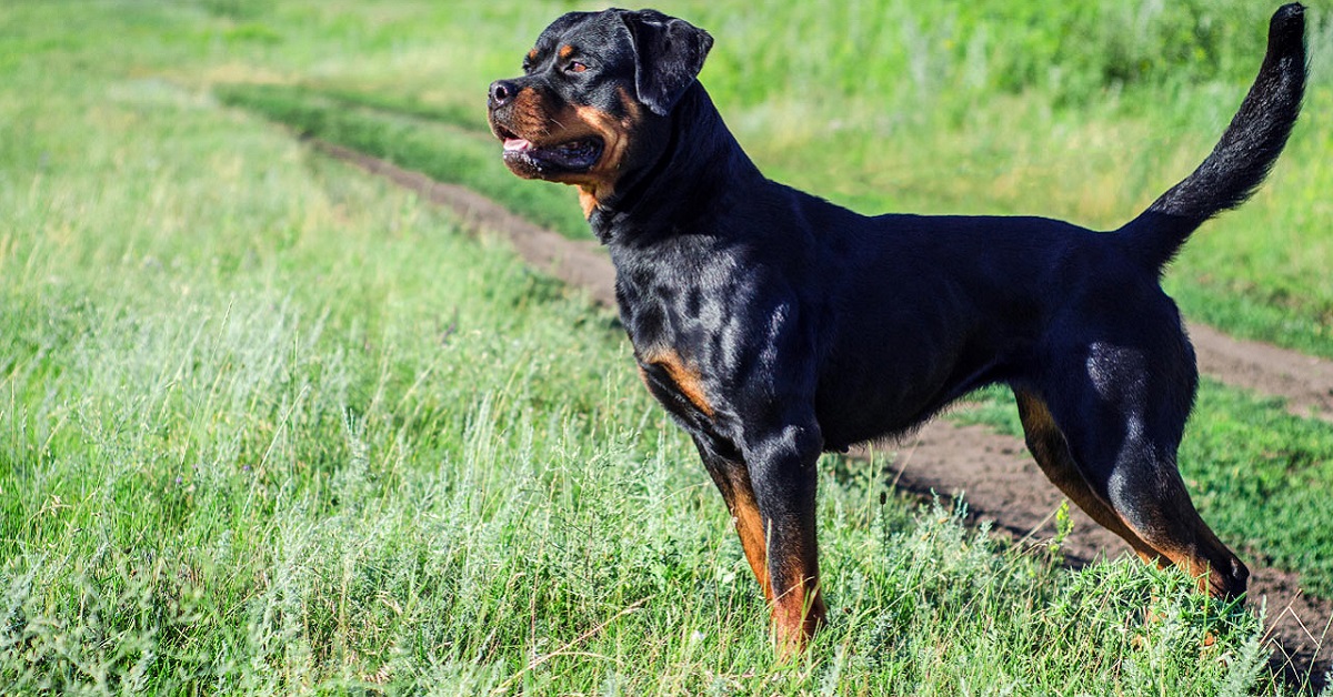 Le razze di cani più costose al mondo: ecco quali sono