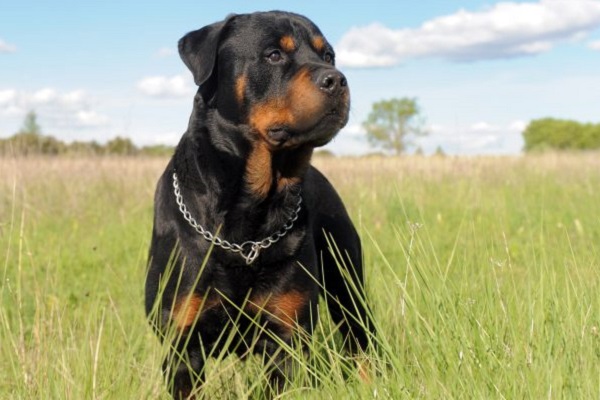 Rottweiler cane 