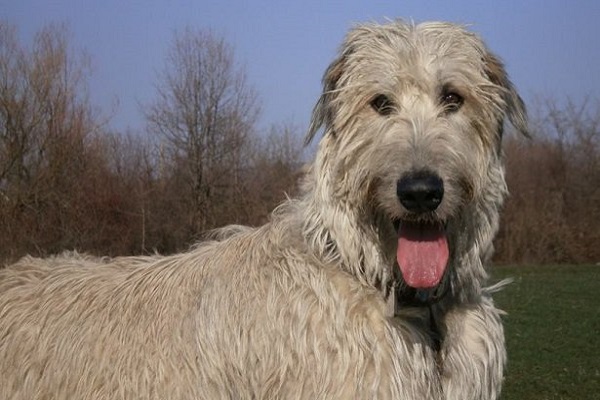 Wolfhound irlandese cane