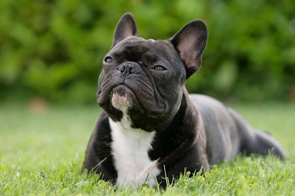 Bulldog francese cane