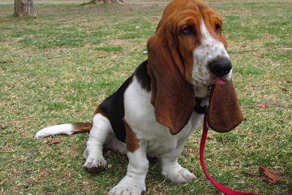 Basset hound cane