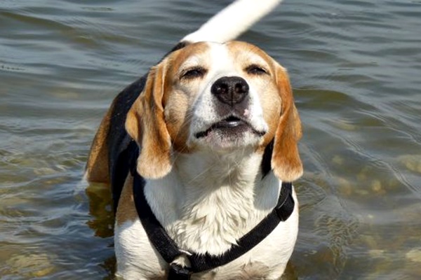 beagle