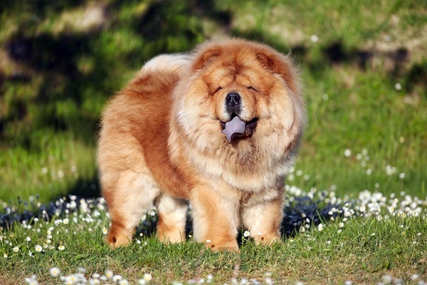 chow chow