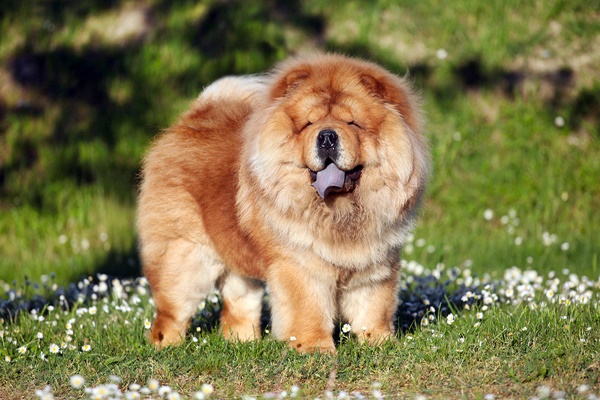 chow chow