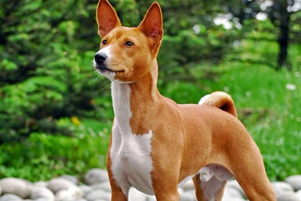 basenji