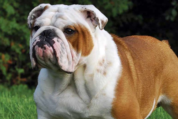 bulldog