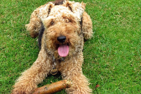 welsh terrier