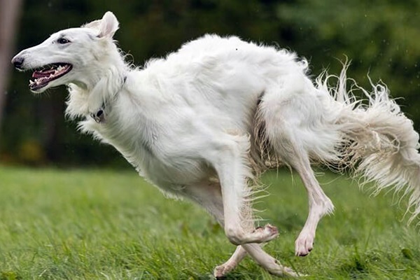 borzoi