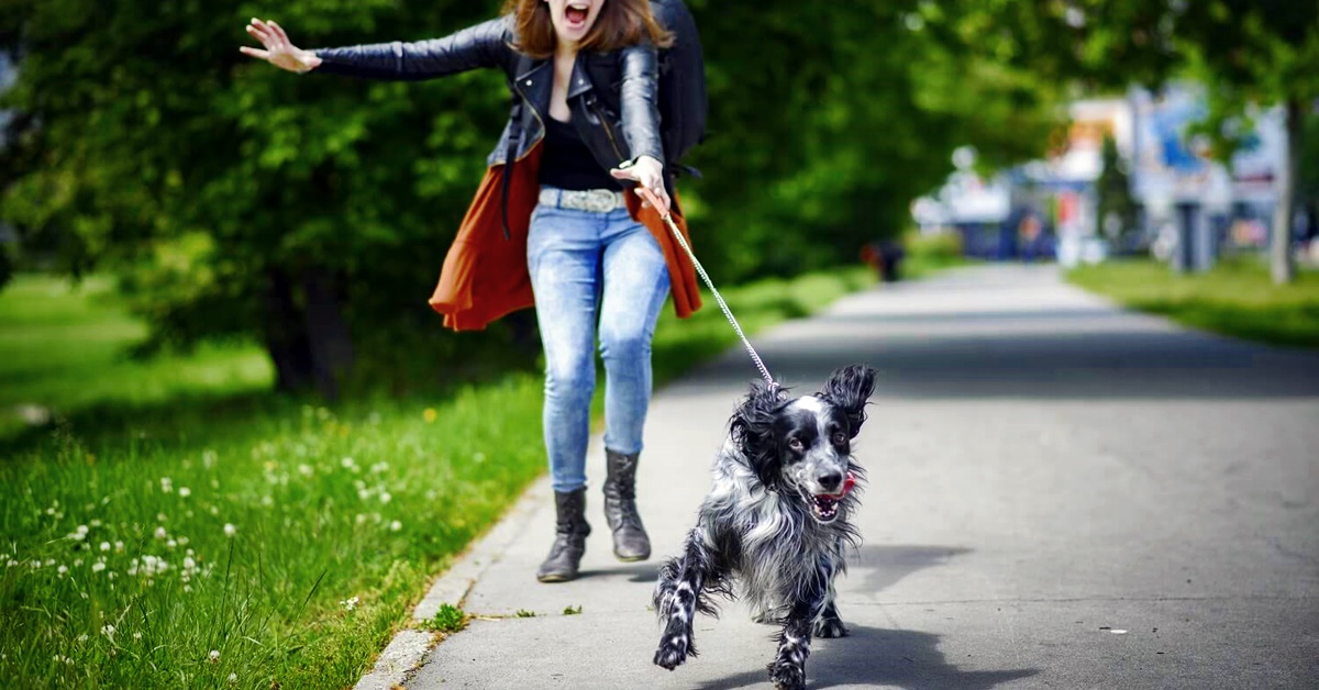 Razze di cani poco obbedienti: con loro non c’è partita