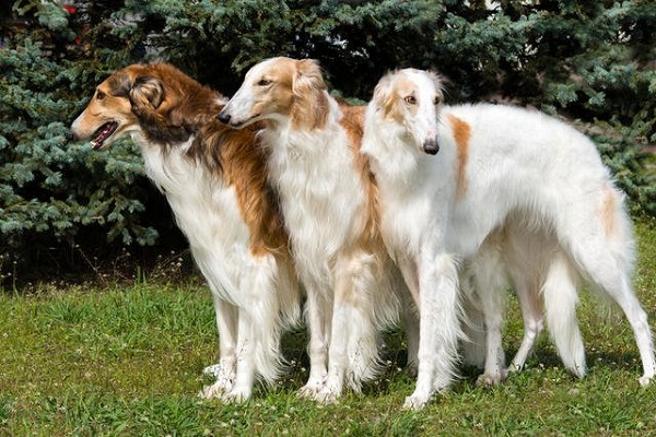 borzoi cani